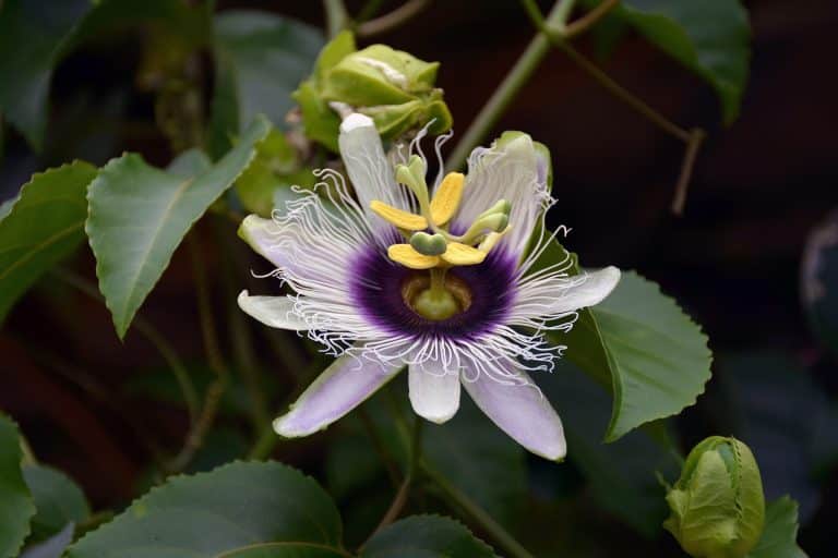 Tisane De Passiflore Coupée - Plante Entière, Marque Tradition Nature, Neuve - Idéale Pour Infusion Relaxante Et Bien-être